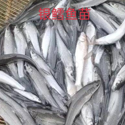 重庆市银鳕鱼苗