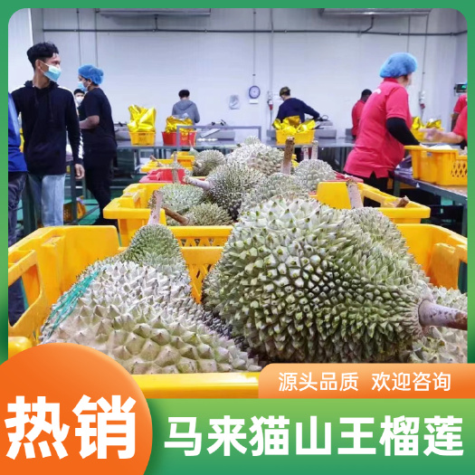 青岛冻榴莲 马来西亚冷冻带壳榴莲