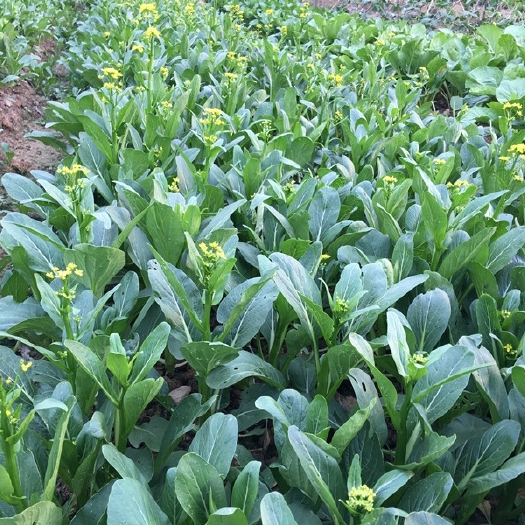 广州广东 50天尖叶菜心种子 尖叶油青甜菜心种口感甜