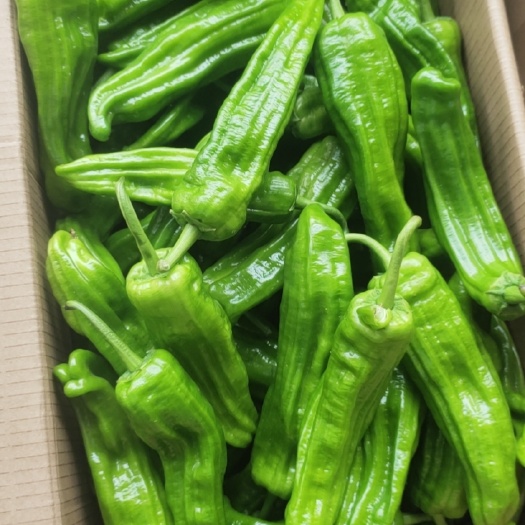 麻城市中早期薄皮椒