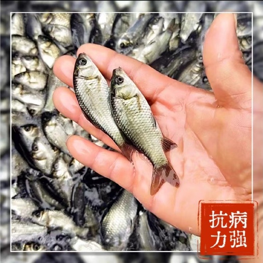 鲫鱼苗 中科三号/五号，大量出售，送货上门，包下塘，技术指导