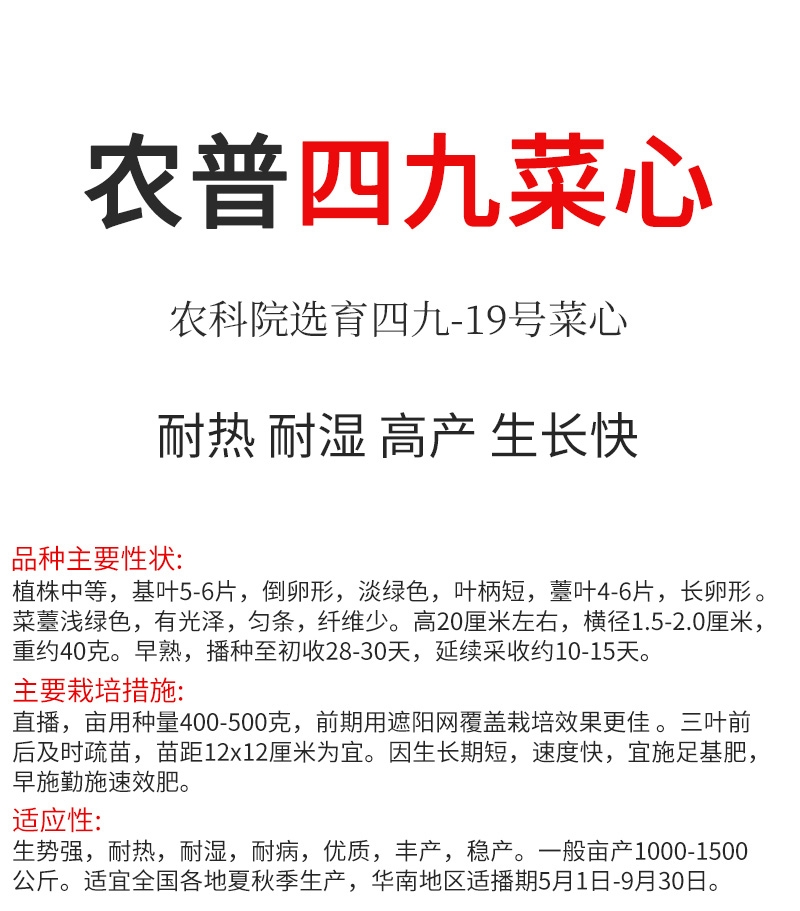 农普黄叶四九菜心种子白梗19号甜菜心种籽耐热耐雨水高产蔬菜种