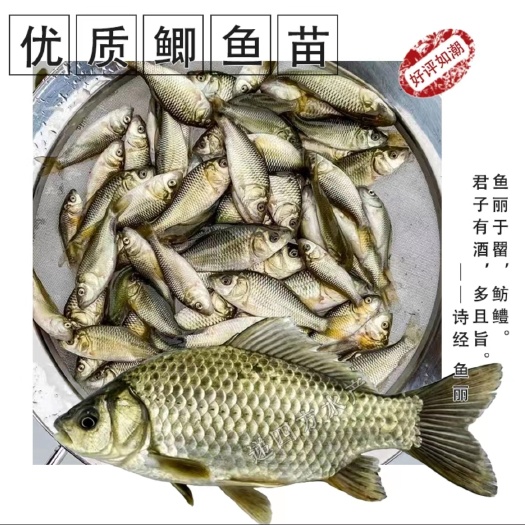 镇雄县中科三号 中科五号鲫鱼苗  产地直销，技术指导，货到付款，