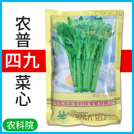 广州农普黄叶四九菜心种子白梗19号甜菜心种籽耐热耐雨水高产蔬菜种