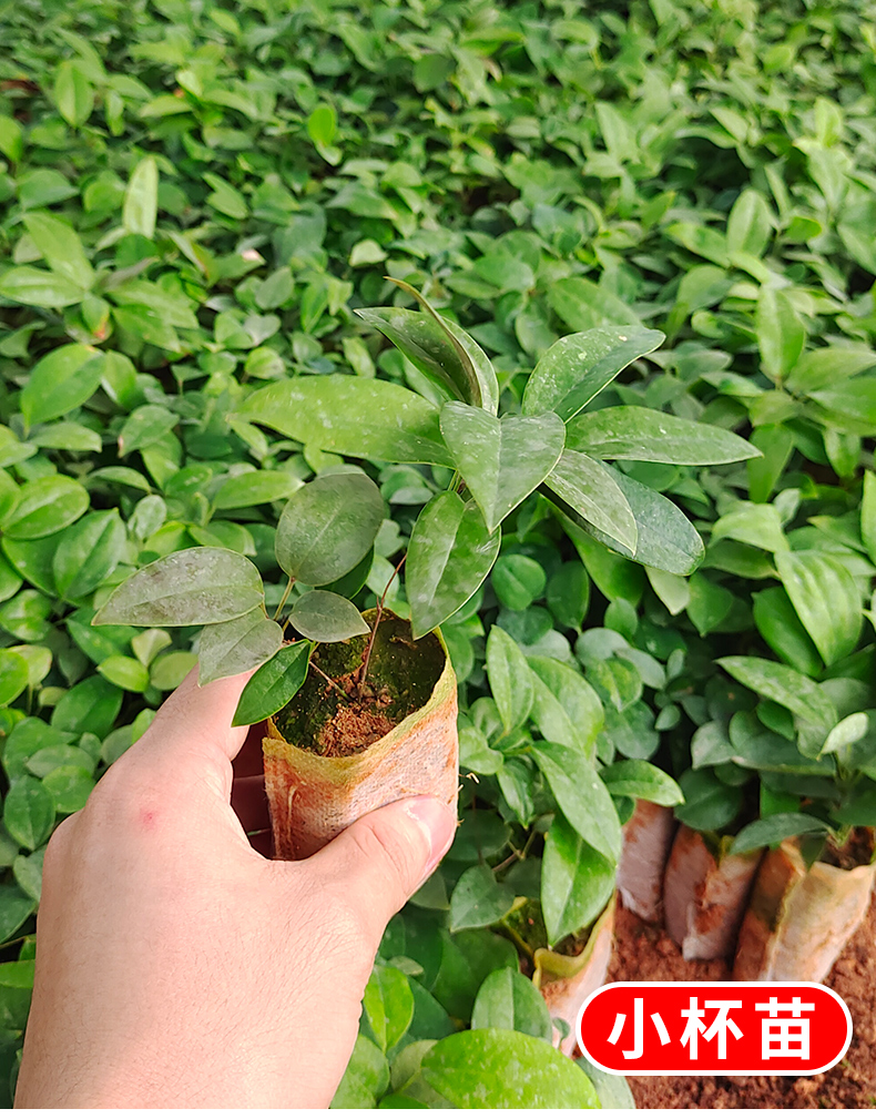 土茯苓杯苗白肉品种有带营养杯