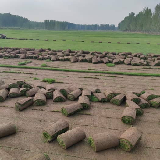 鄢陵县草坪基地低价出售混播四季青草坪