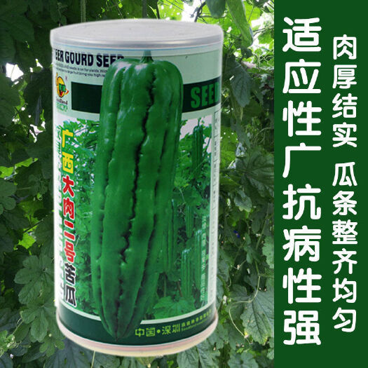 大肉苦瓜种子改良广西大肉二号苦瓜 肉厚 耐热高产