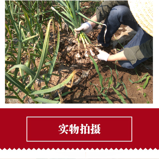 南阳出售新鲜大蒜，袋装白皮，走大车
