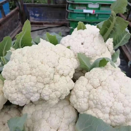 白花菜花 白面青梗松花菜~散花很白很超标