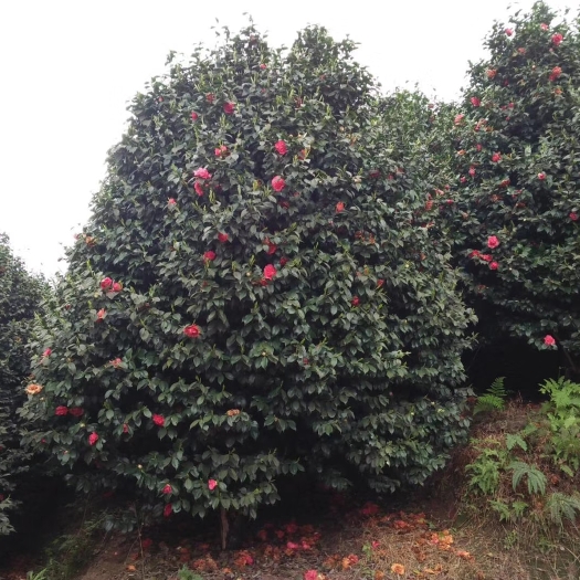 中型茶花树