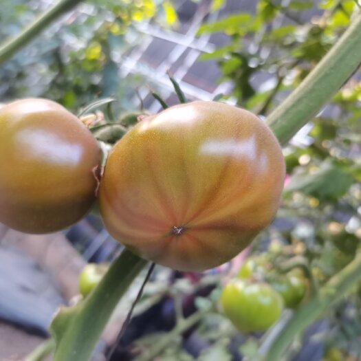 沈阳草莓西红柿大量上市了做柿子我们是认真的