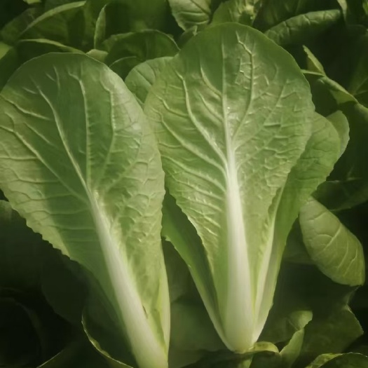 小白菜，奶白菜