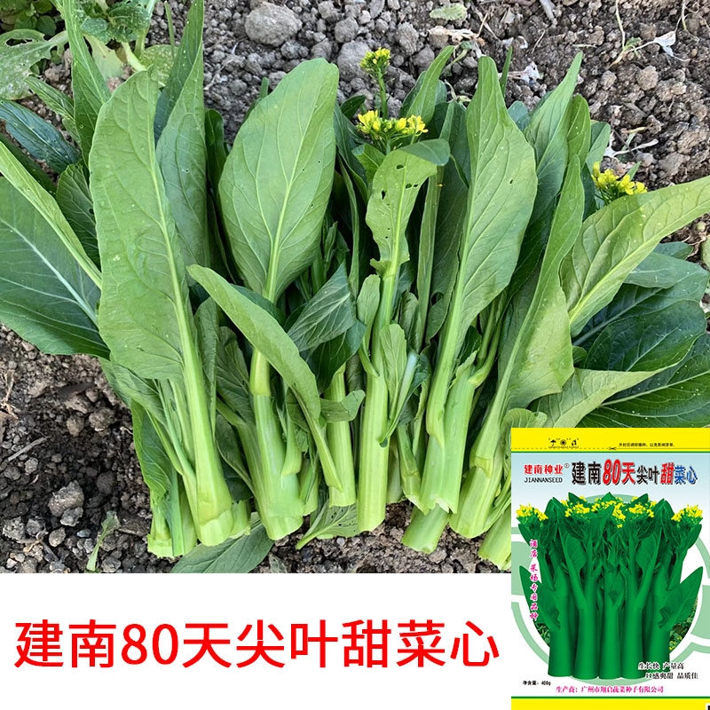 建南80天尖葉甜菜心種子廣東甜菜心種子高產(chǎn)油青尖葉菜心孑