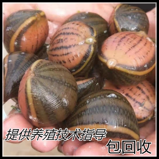 宿迁水蛭苗宽体金线蛭卵茧幼苗满月苗青年苗，提供养殖技术指导包回收