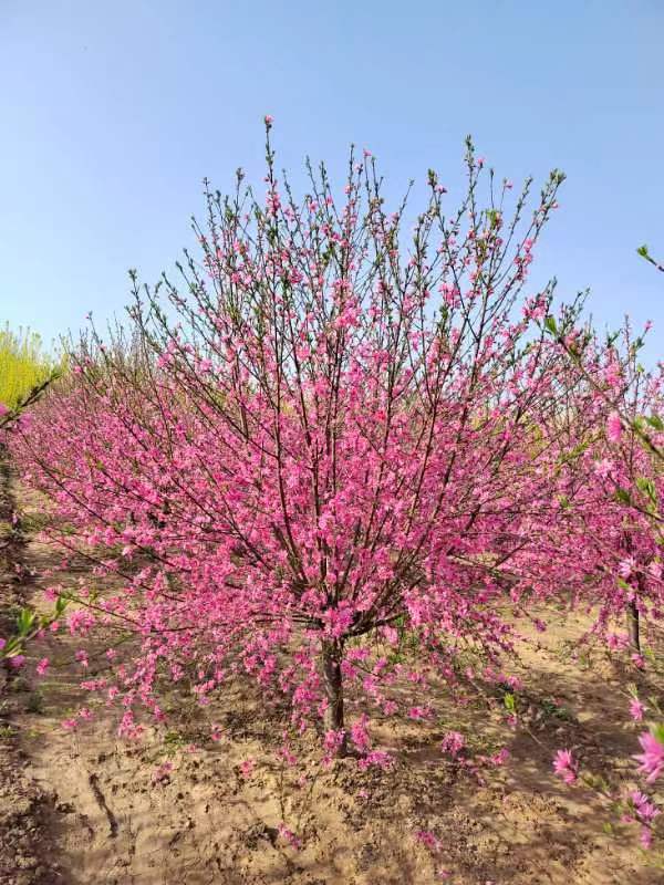 供应菊花碧桃