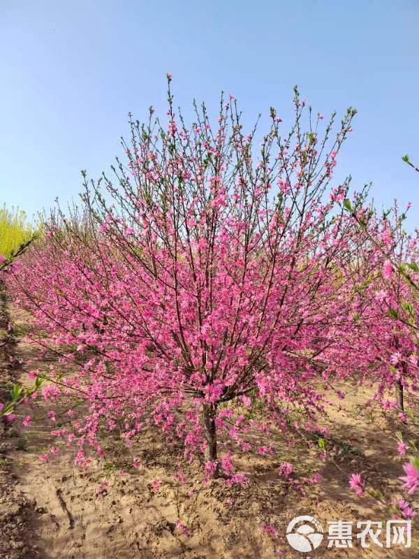 供应菊花碧桃