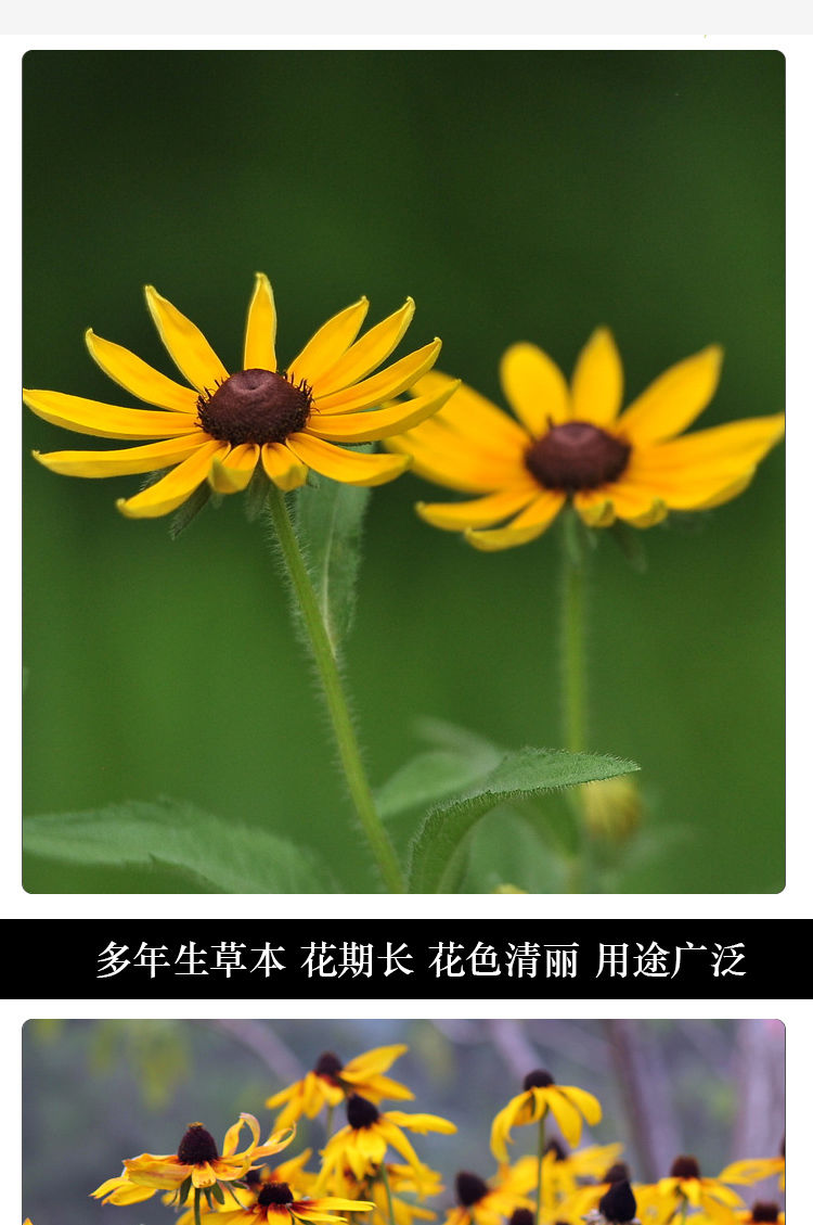 黑心菊種子毛葉金光菊耐寒耐旱多年生宿根草本花卉盆栽花?；ú葑? title=