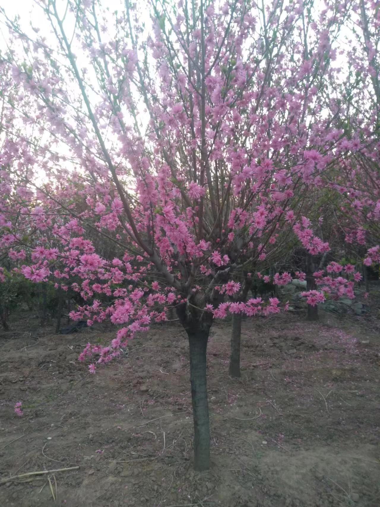 供应菊花碧桃