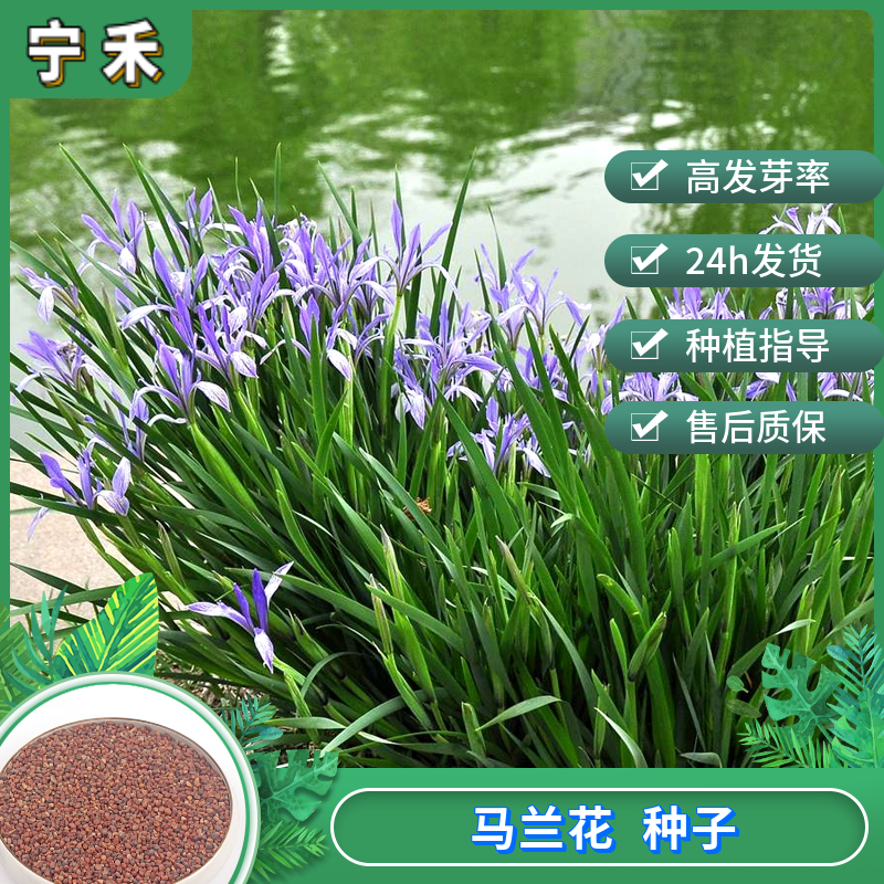 南京马兰花种子 马莲种子 耐热耐旱耐涝耐碱地被景观花卉