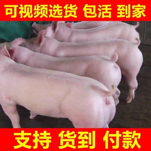 大约克种猪  长大二元母猪 大约克母猪 价格不贵 防疫齐全