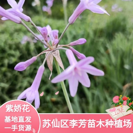 郴州紫娇花 紫娇