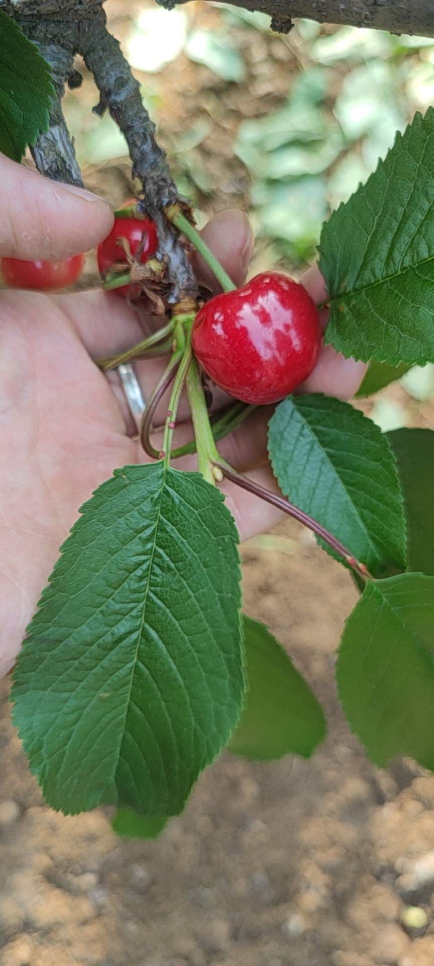 大荔合阳大樱桃