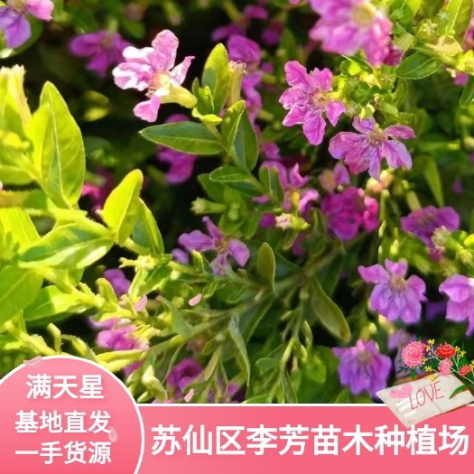 郴州满天星