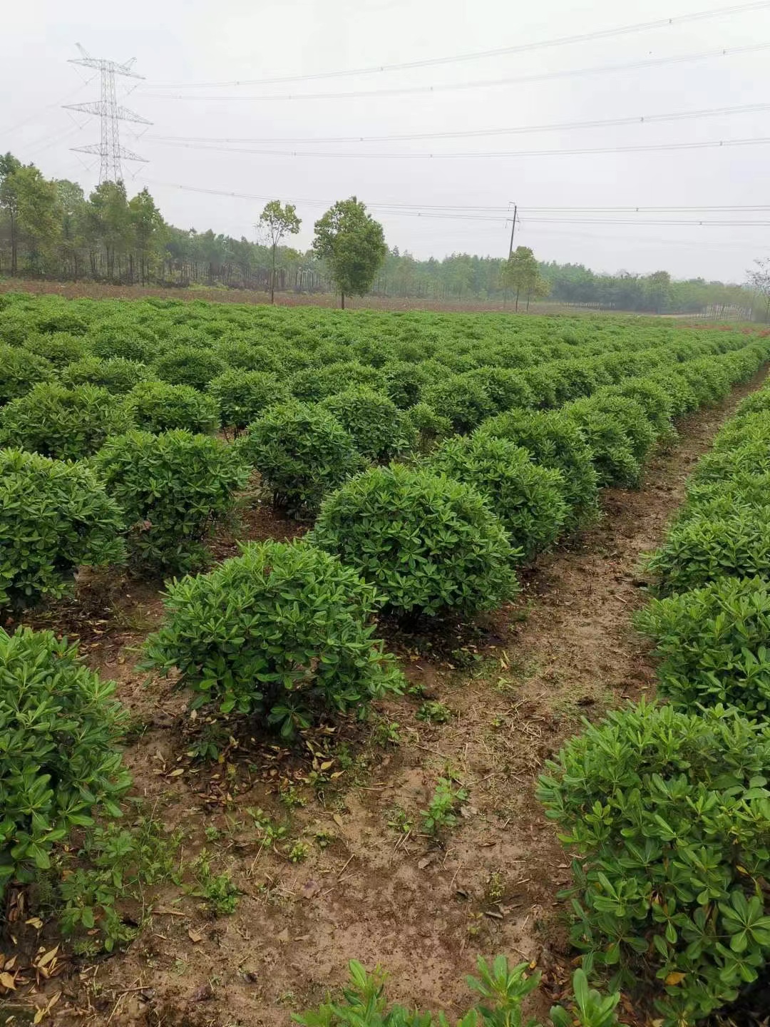 海桐球，灌木，球形漂亮，四季长绿植物，用于道路公园庭院绿化。