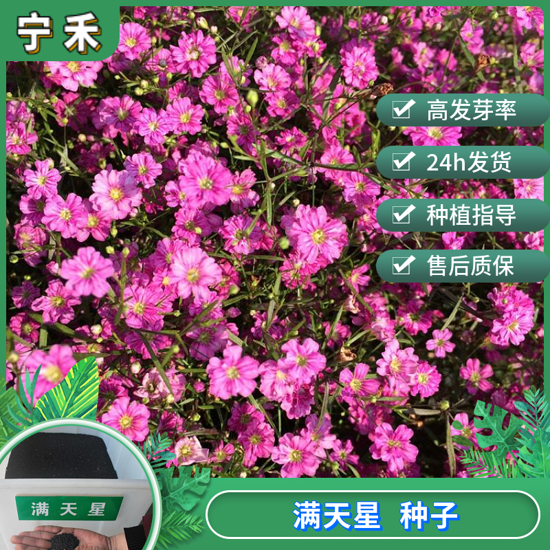 南京满天星种子  丝石竹种子 花海景观绿化用满天星种子