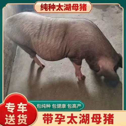 湘乡市太湖猪苗  原种太湖母猪 梅山母猪产崽多母性好 品种保证