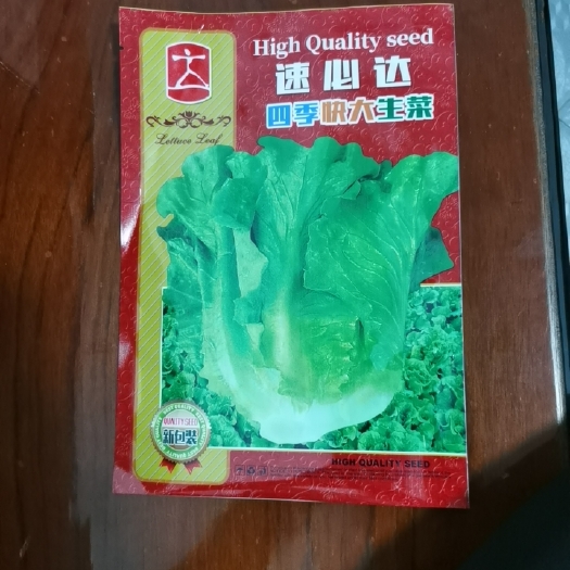 汕头速必达四季快大？！生菜种子-半结球