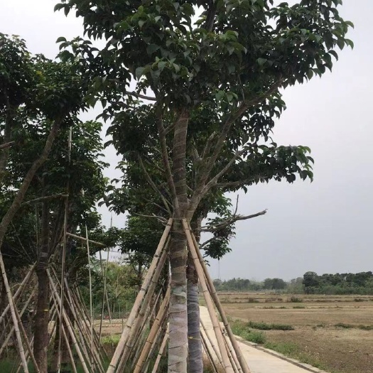 秋枫，基地直销12-14分骨架秋枫袋苗，量大价优！