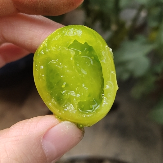 寿光市绿番茄