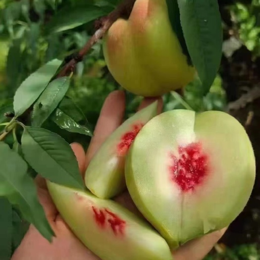 长沙广东鹰嘴桃