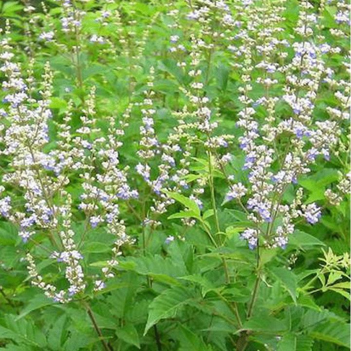 黄荆条，荆条苗，黄荆条苗，黄荆疙瘩，蜜源植物，护坡植物，绿化