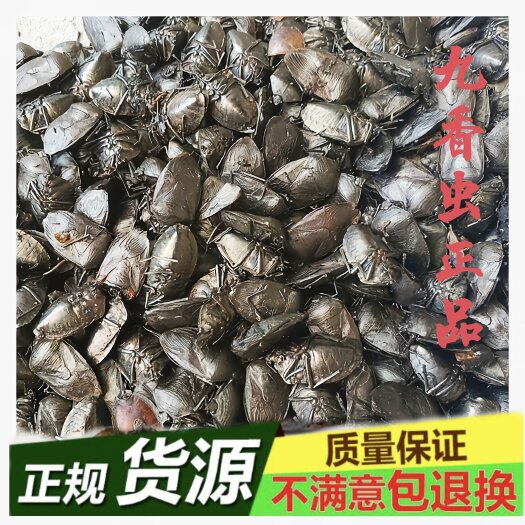 贵州九香虫…产地直发，品质保证、一手货源，欢迎老板下单；：。