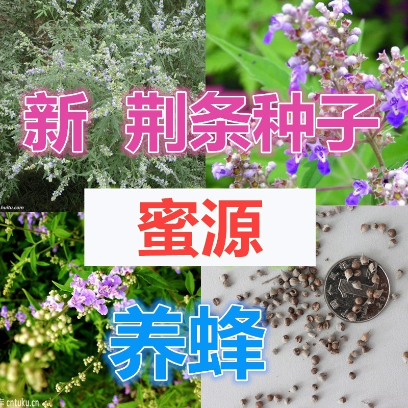 黄荆条，荆条苗，黄荆条苗，黄荆疙瘩，蜜源植物，护坡植物，绿化