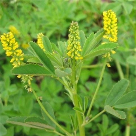 草木犀种子铁扫把蜜源牧草固土护坡草籽耐寒耐贫瘠黄花草木犀种子