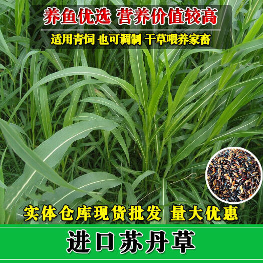 沭阳县苏丹草种子 高丹草四季青鹅猪牛羊鱼牧草
