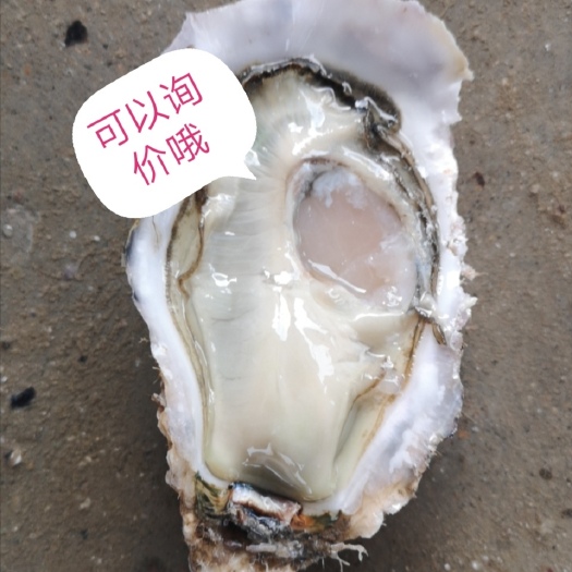 海阳市三倍体生蚝  乳山生蚝，牡蛎。
