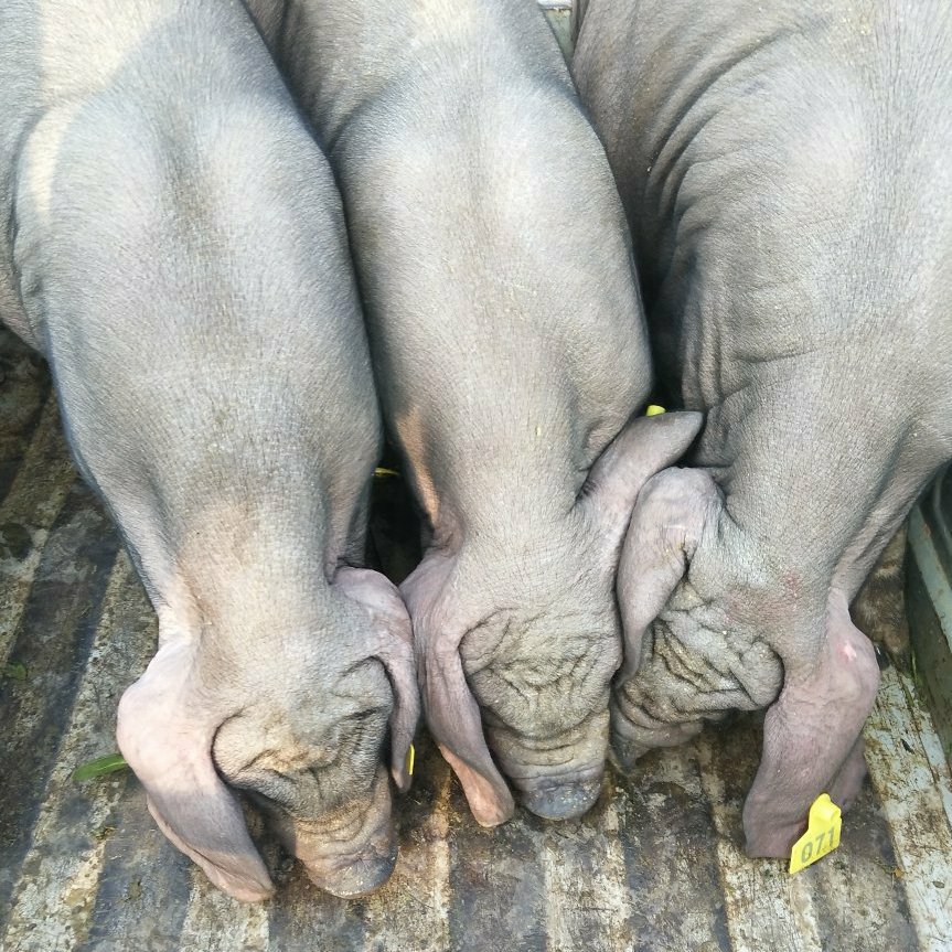 原种太湖母猪 抗病能力强 耐粗饲料好养活 全国各地都可以养