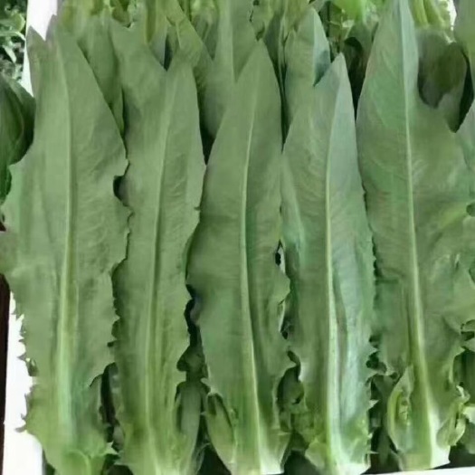 嵩明县油麦
