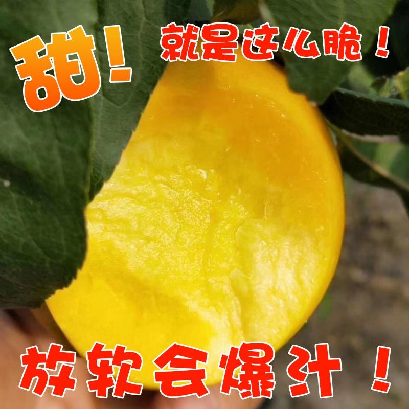 現(xiàn)貨山東沂蒙5斤黃金油桃現(xiàn)摘農(nóng)家黃肉脆甜大桃子精品泡沫托盤裝