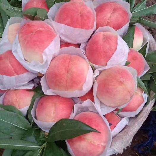 简阳市专业代办各品种脆桃，水蜜桃，固定果园几千亩
