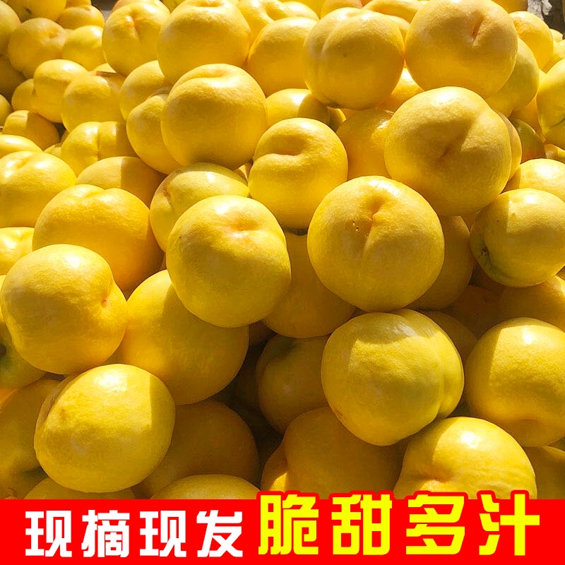 現(xiàn)貨山東沂蒙5斤黃金油桃現(xiàn)摘農(nóng)家黃肉脆甜大桃子精品泡沫托盤裝