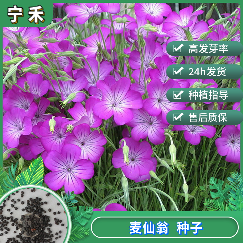 南京麦仙翁种子 麦毒草种子 花境花坛布置 绿化配植切花衬托