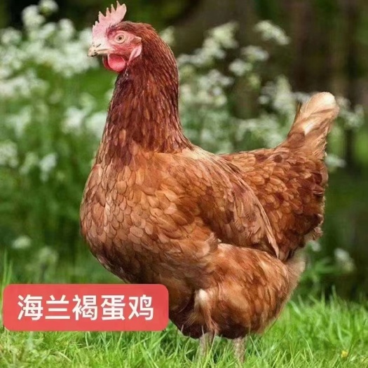 南宁海兰䕣蛋鸡脱温苗   蛋鸡  脱温蛋鸡
