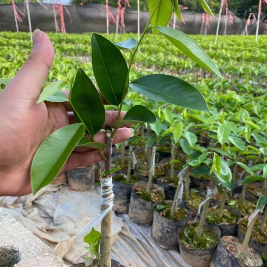 灵山县奇楠沉香树苗，奇楠，西瓜，流油王，叶色清秀，产地大量直销