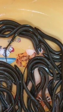 绍兴假一赔十，，黄鳝