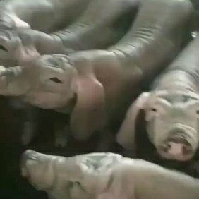 原种太湖母猪 抗病能力强 耐粗饲料好养活 全国各地都可以养